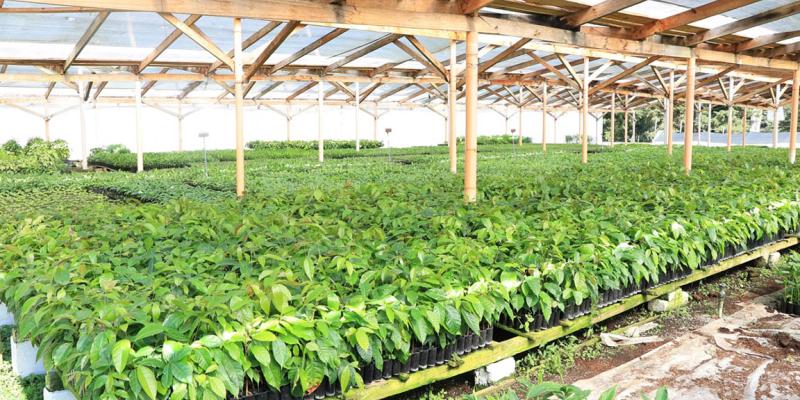 Ante bajas temperaturas y posibles heladas son monitoreados 173 municipios