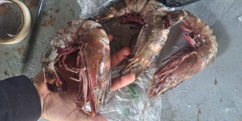 Confirman presencia de camarón tigre en Izabal