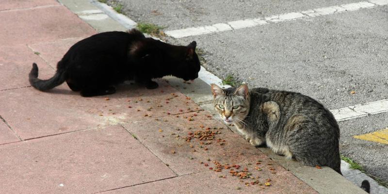 Conozca qué es la Panleucopenia Felina y cómo prevenirla