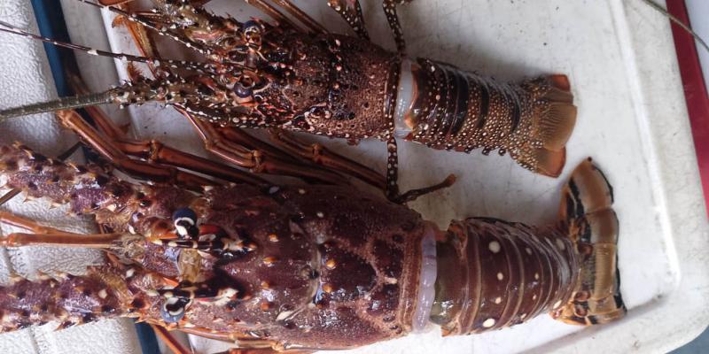 Coordinan actualización regional de datos relativos a la langosta del Caribe