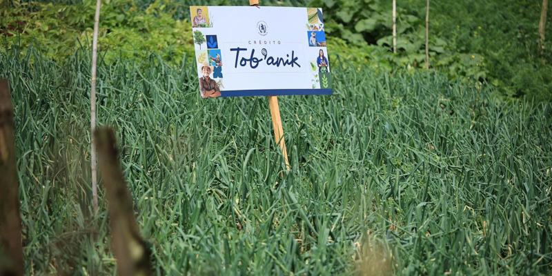 Crédito Tob’anik el impulso para quienes trabajan la tierra