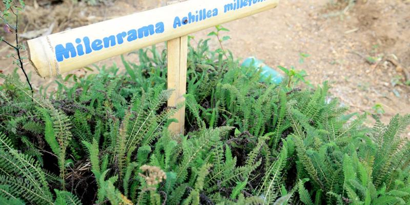 Cultivar plantas medicinales une la agricultura familiar, la salud y el bienestar comunitario
