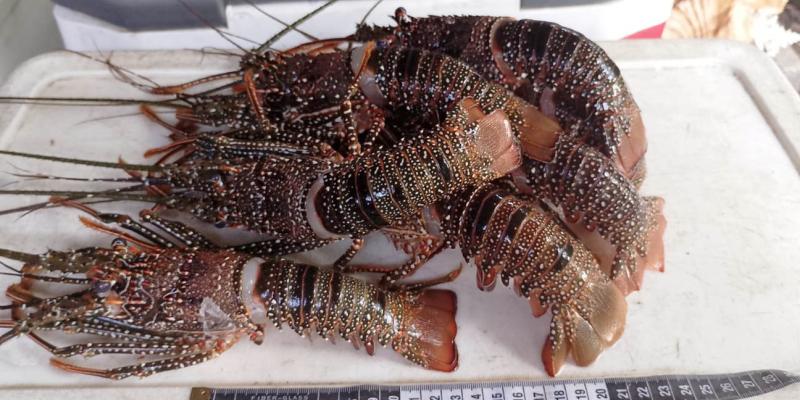 Decretan veda de la langosta del Caribe para proteger la especie y fomentar el consumo responsable