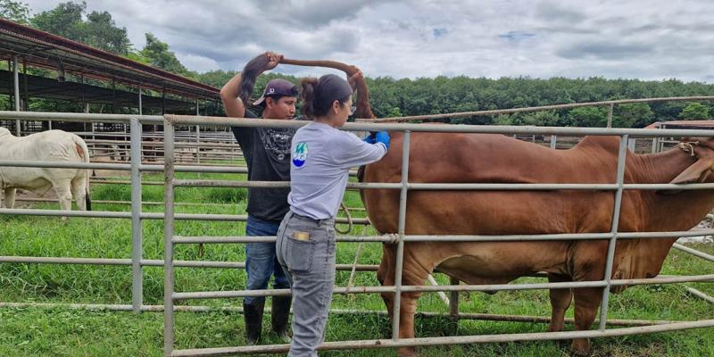 Desarrollan muestreo nacional para prevenir la brucelosis bovina