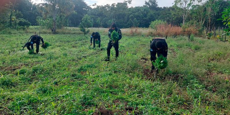 Destruyen cultivos ilegales valorados en Q7.2 millones