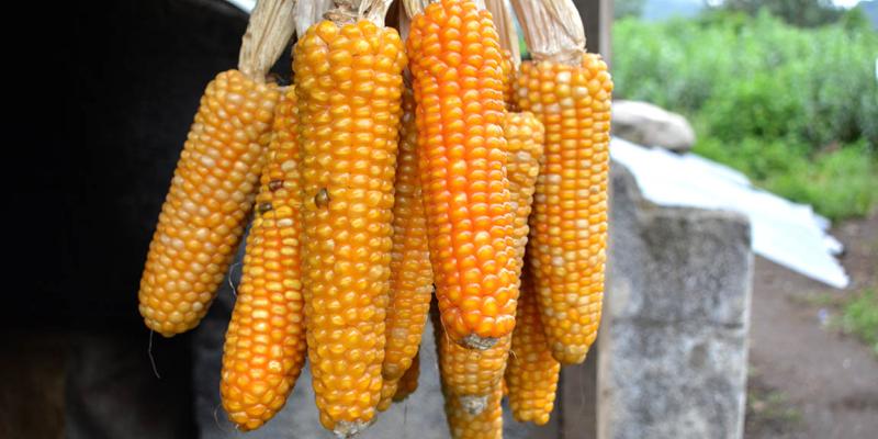 Familias fortalecen su producción al guardar parte de la cosecha para resiembra