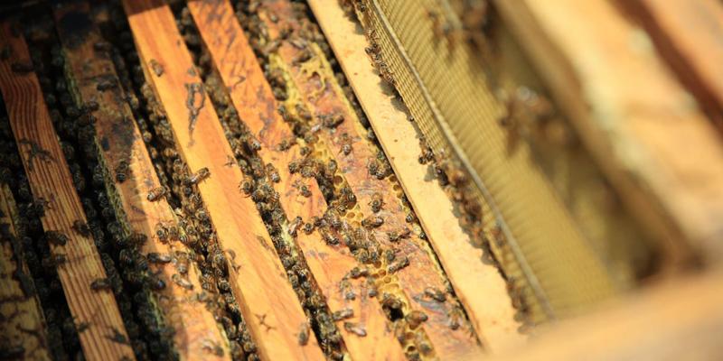 Fortalecen la producción apícola en San Marcos y Santa Rosa