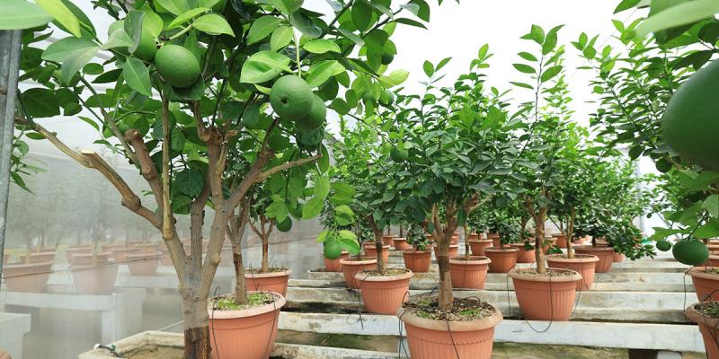 Fortalecen la sanidad citrícola con la distribución de más de 16 mil yemas sanas en 2025