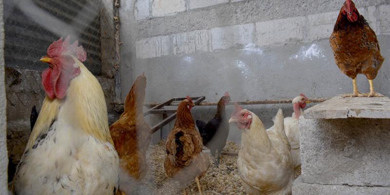 Gallinas de traspatio fortalecen la seguridad alimentaria de las comunidades rurales