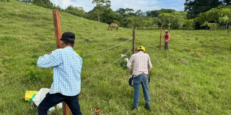 Ganadería sostenible llega a 130 fincas de Petén en 2025