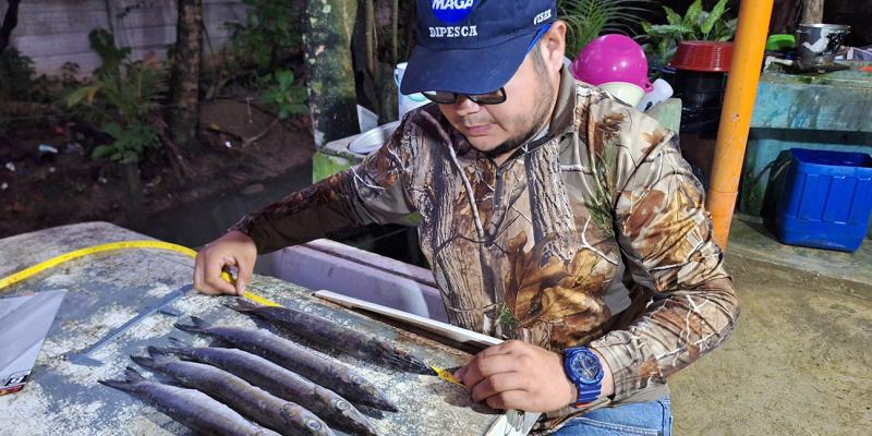 Inicia monitoreo biológico de langosta para fortalecer la gestión pesquera