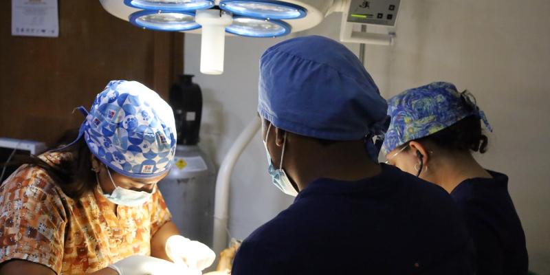 La importancia de la esterilización en mascotas