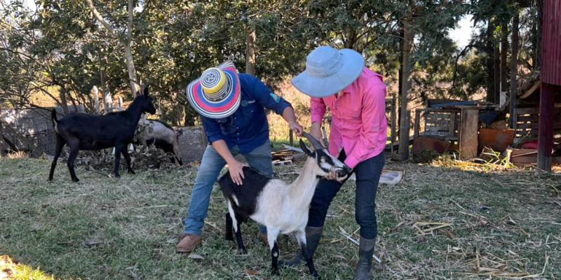 Manejo de cabras fortalece la producción familiar y protege el entorno