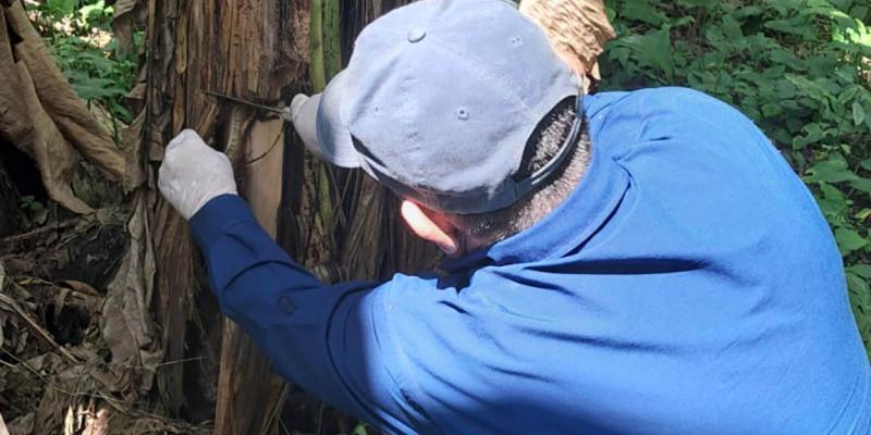 Monitoreos fitosanitarios confirman ausencia de Fusarium en el país
