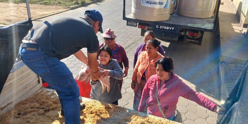 Mujeres de Olintepeque fortalecen la porcicultura familiar y la economía de sus hogares