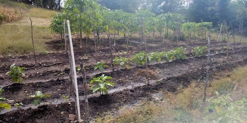 Potenciar producciones es el objetivo de la asistencia técnica brindada en huerto comunal de Zacapa 