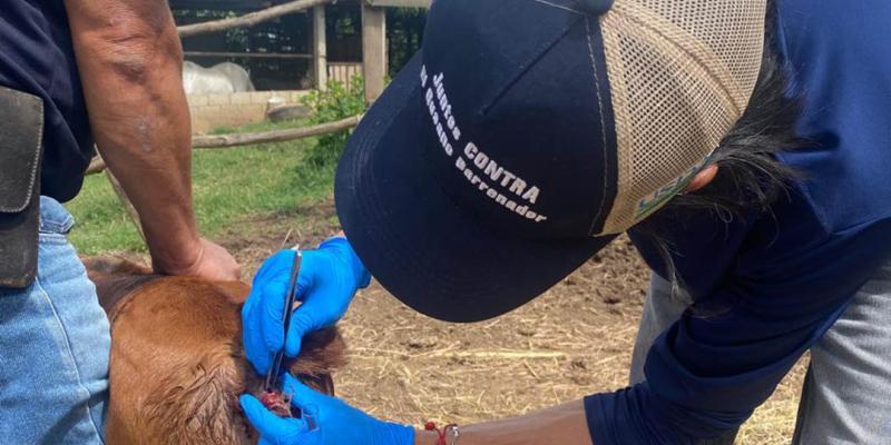Refuerzan vigilancia focalizada para contener el Gusano Barrenador