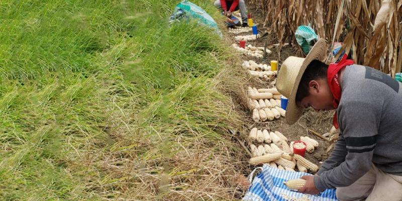 Transferencia tecnológica: éxitos en la producción de semillas de alta calidad