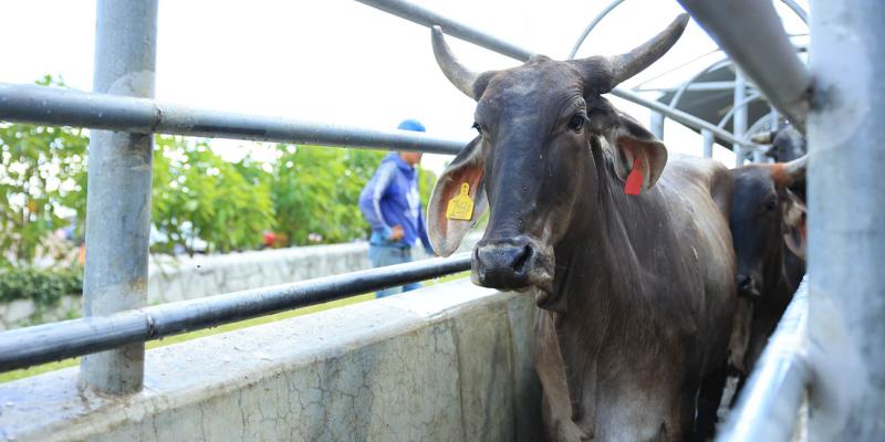 Trazabilidad de alimentos: la clave para garantizar seguridad, salud y acceso a mercados