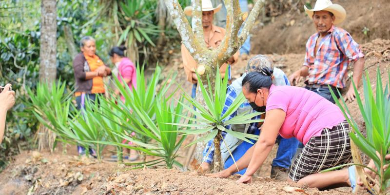 Barreras rompevientos y macrotúneles: claves para proteger cultivos del frío y viento 