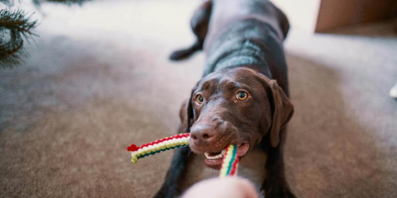 Tenencia responsable: un compromiso con el bienestar animal