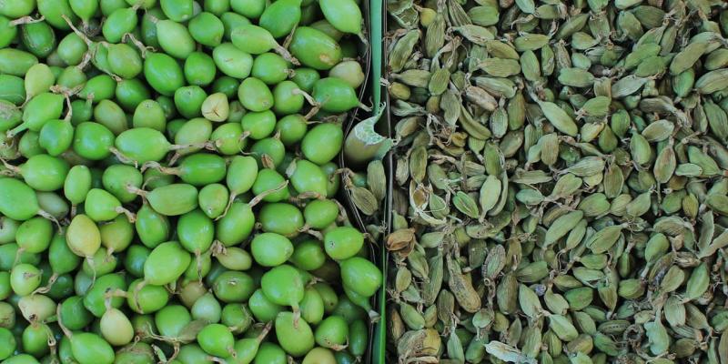 De la finca al mercado: el cardamomo, motor de desarrollo y bienestar