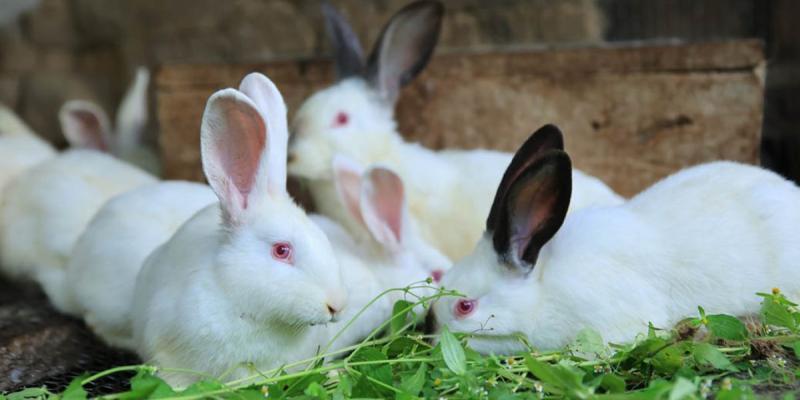 Cunicultura: una fuente de proteína e ingresos para las comunidades rurales