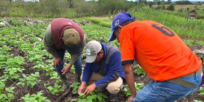Activan asistencia técnica tras detectar pulgón en huertos familiares