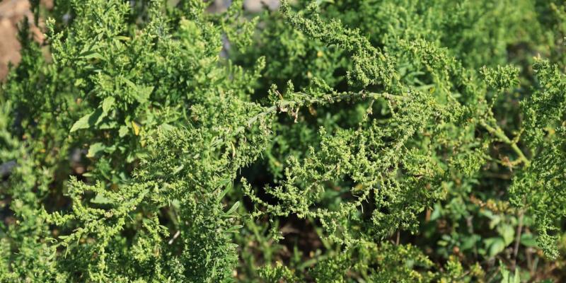 Apazote, la planta tradicional que cuida la digestión y conecta con la cultura maya