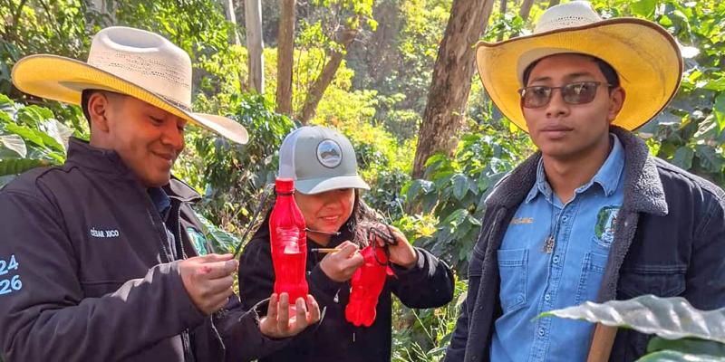 Aplican métodos sostenibles para el control de la broca del café