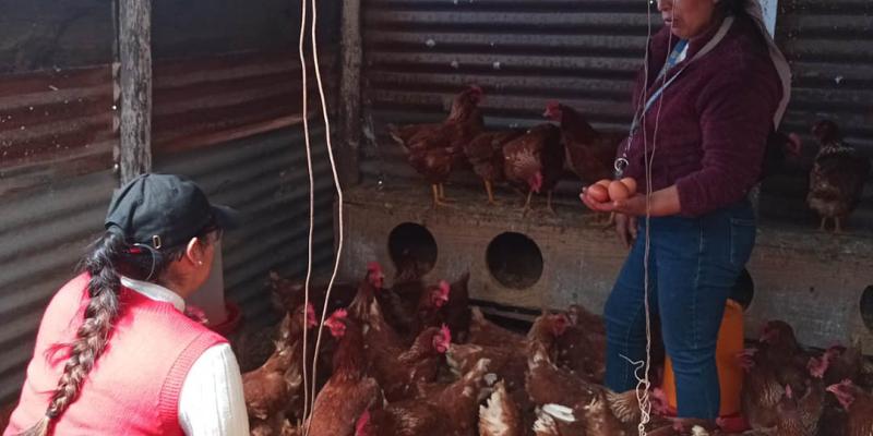 Asesoría técnica impulsa la producción de huevos en San Marcos