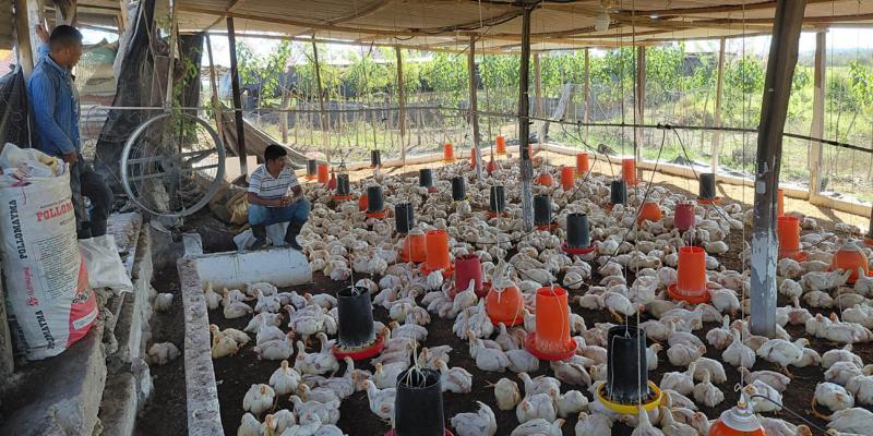 Brindan recomendaciones para reducir humedad y prevenir enfermedades en pollos