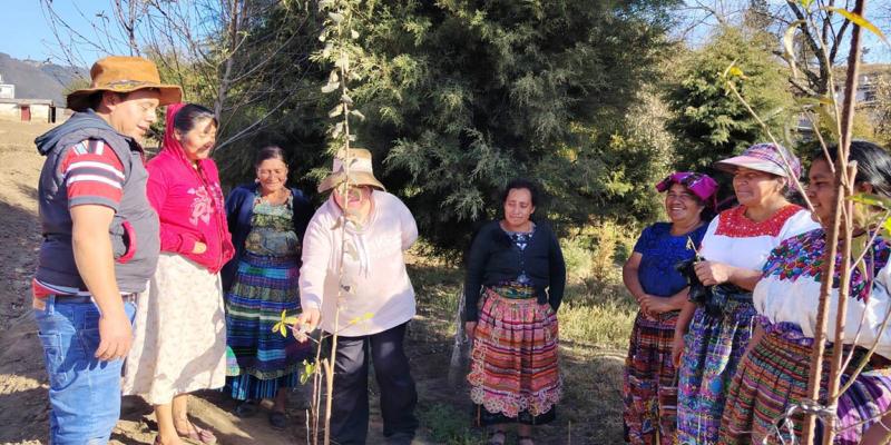 Buenas prácticas agrícolas fortalecen frutales de productores de Salcajá 