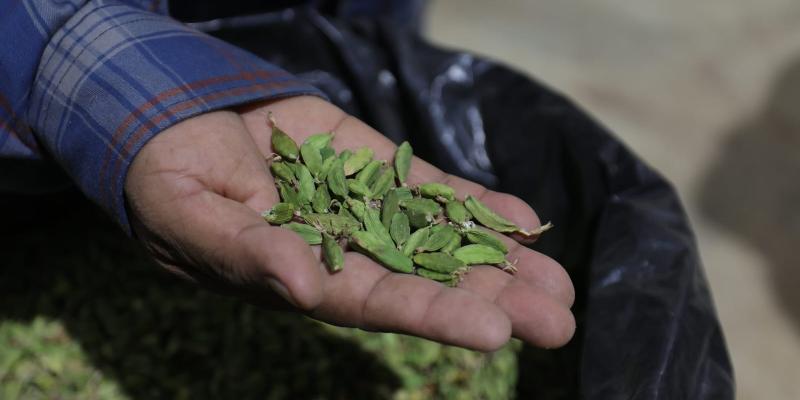 Cardamomo, cultivo clave para la economía y la salud en Guatemala