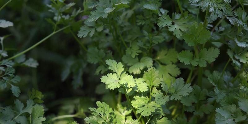 Cilantro un cultivo que dinamiza mercados