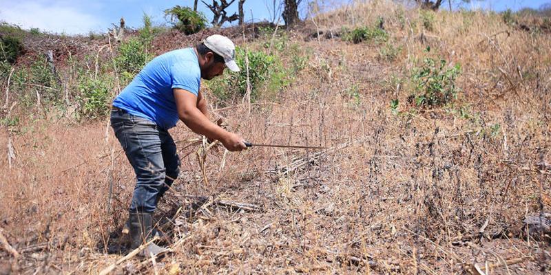 Cobertura vegetal mejora la productividad y protege los suelos agrícolas