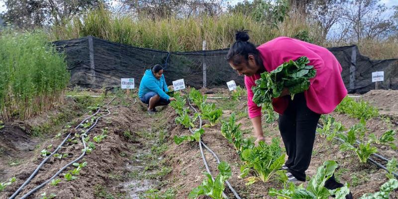 Cosechan acelga y fomentan alimentación saludable en Baja Verapaz