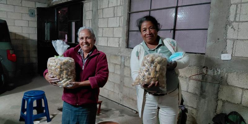 Cultivo de hongo ostra un motor económico para la comunidad