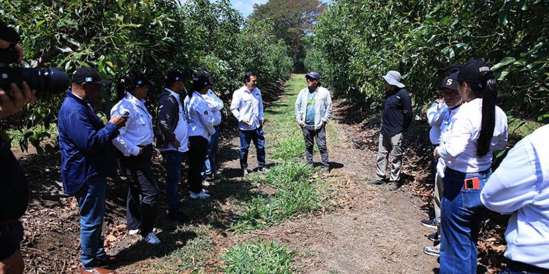 Delegación regional verifica controles sanitarios en planta de aguacate