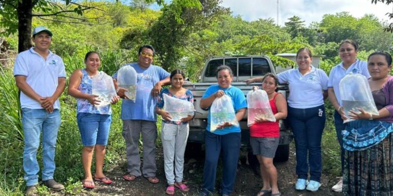 Distribuidos más de 240 mil alevines de tilapia en 14 municipios de Petén