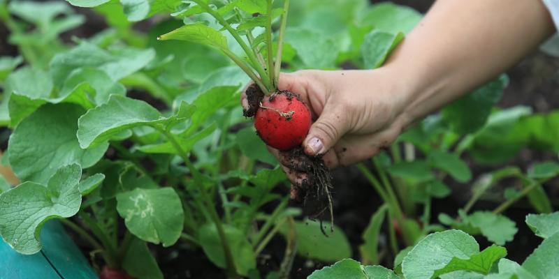 EI cultivo de hortalizas fortalece la seguridad alimentaria en el país