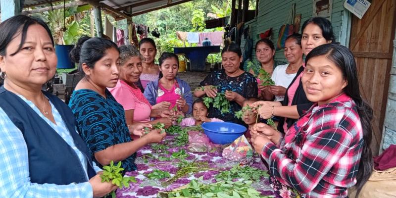 El chipilín, un aliado de la nutrición familiar petenera