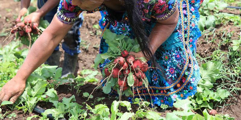 El rábano, cultivo de ciclo corto que impulsa ingresos y huertos familiares