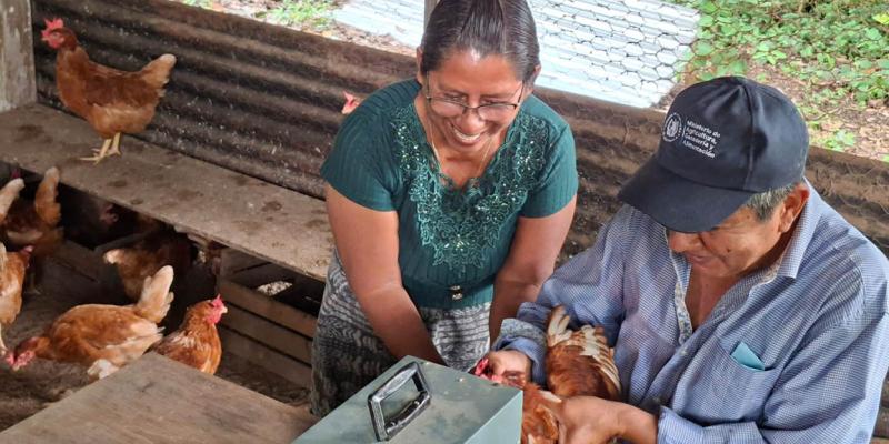 Entregan 200 pollitas ponedoras en San Andrés