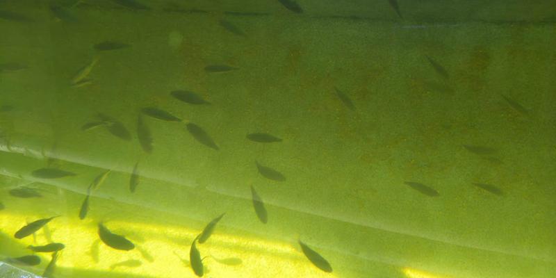 Entregan proyecto de acuaponía en Livingston para fortalecer la producción sostenible