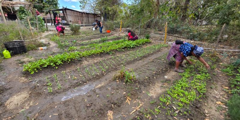 Familias de Rabinal aseguran su cosecha y nutrición con sistemas de reserva hídrica