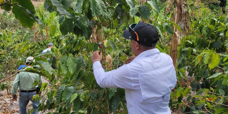 Impulsan competitividad del café en Chiquimula