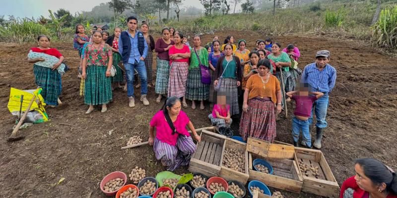 Impulsan el cultivo de papa en San Pedro Carchá