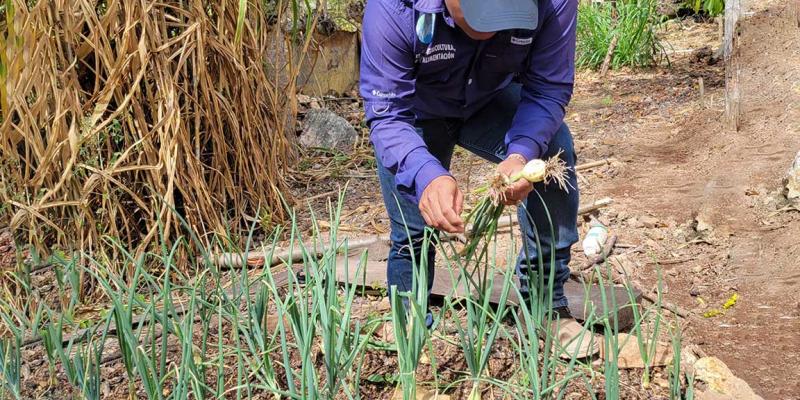 Impulsan producción tecnificada en cultivos de Quezaltepeque