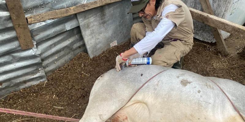 Inspeccionan más de seis mil animales en una semana en controles de Gusano Barrenador